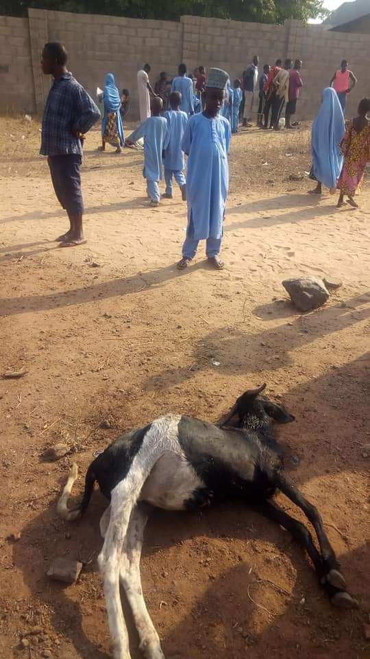 Graphic Photos: Unknown animal allegedly kills goats in Abaji, Abuja